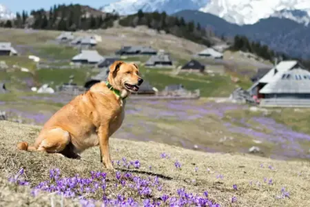 Izkušnje z vožnjo po Sloveniji