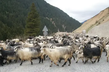 Začenja se gradnja avtoceste Sibiu-Făgăraș.